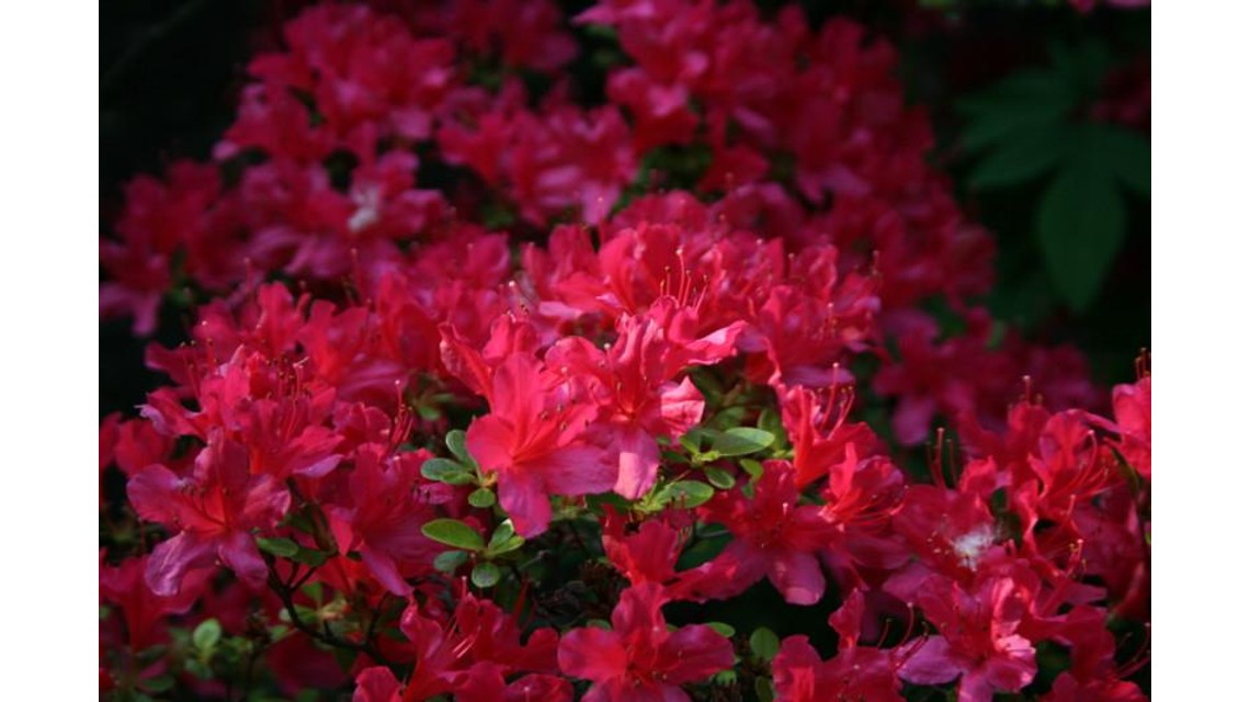 ed422d42-IDB-slideshow-gallery.jpg
