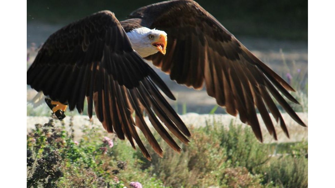 falknerei-locarno-weisskopfseeadler-adler-1372.jpg