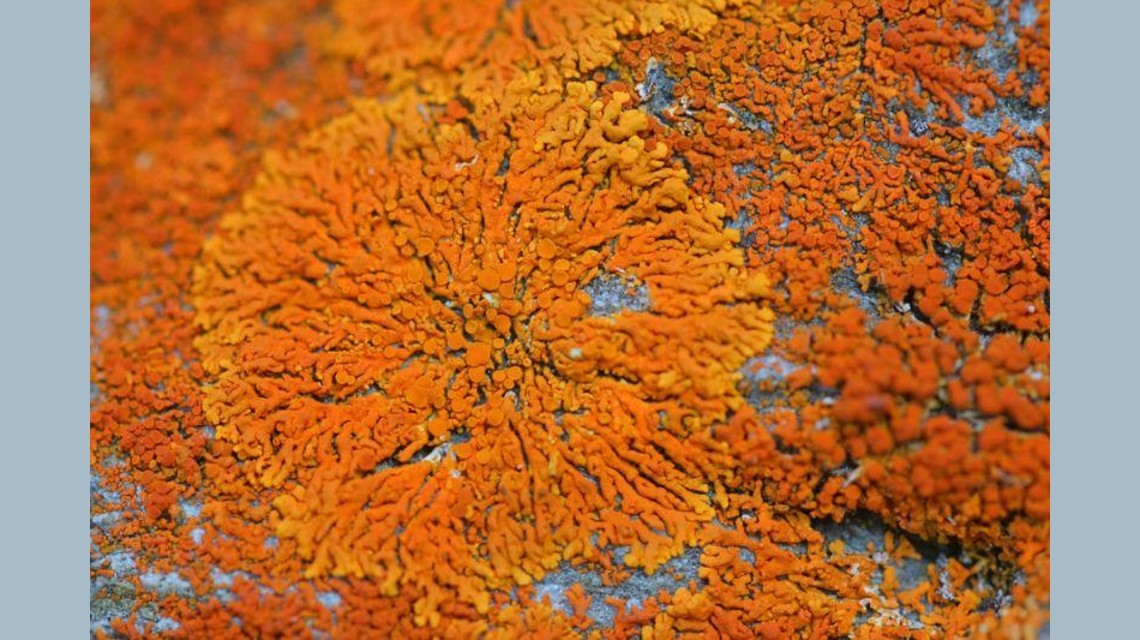 svizzera-lichene-lucomagno-2745-0.jpg